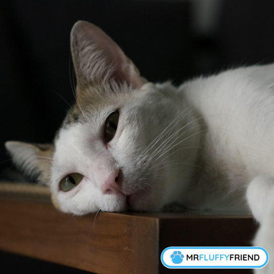 Signes de dépression chez le chat