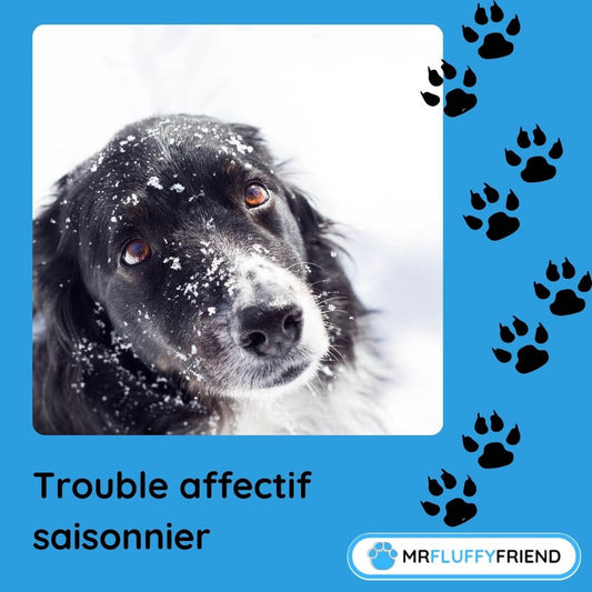 Les animaux de compagnie peuvent-ils avoir le blues de l'hiver ?