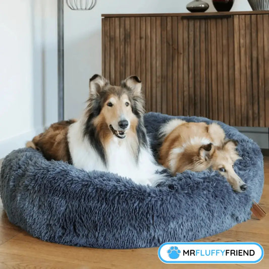 Image à la une du blog « 5 raisons d’adopter un lit anti-stress pour chiens » avec deux gros chiens tout doux détendus dans un grand lit rond gris foncé dans le salon