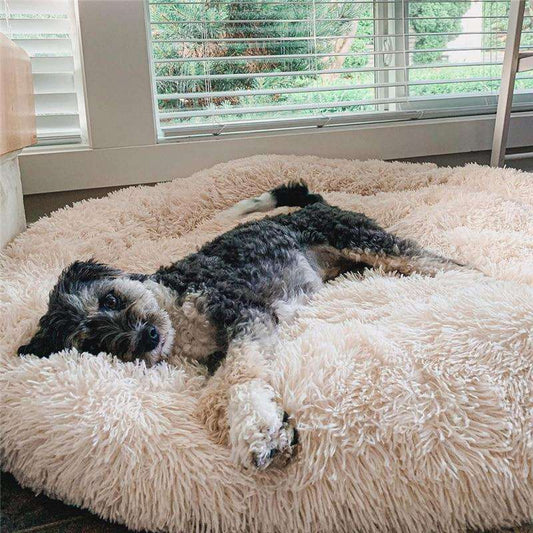 featured image Chien allongé sur un lit pour chien moelleux couleur abricot
