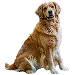  Dog Taille: 3XL