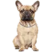  Dog Taille: L