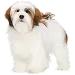  Dog Taille: M
