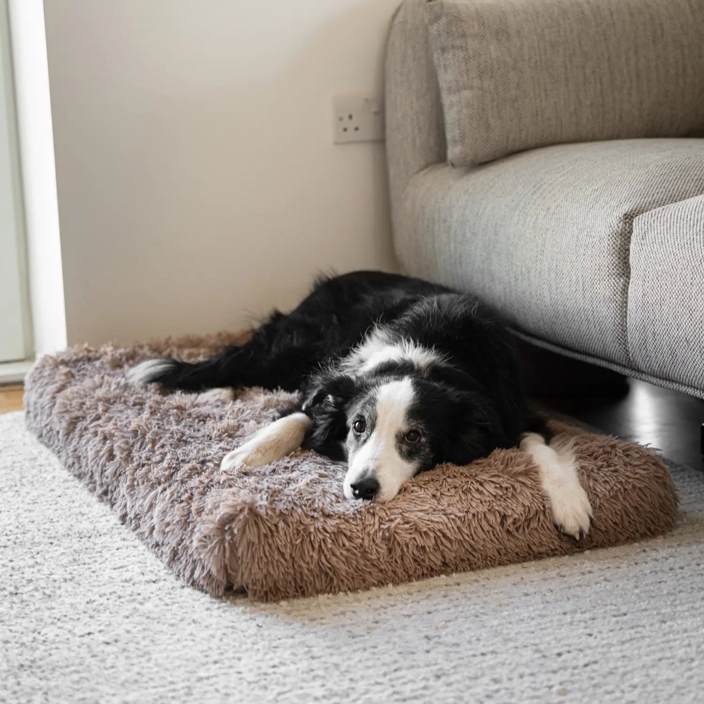MrFluffyFriend - Coussin Orthopédique Pour Chiens De Taille Moyenne