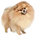  Dog Taille: S