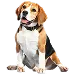  Dog Taille: XL