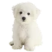  Dog Taille: XS