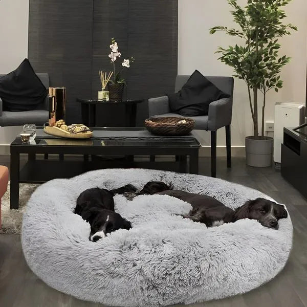 <em><strong>Vous voulez que votre chien arrête de détruire votre maison ?</strong></em>